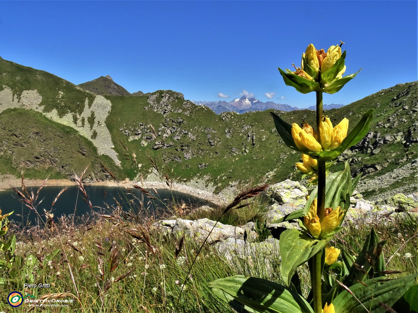 21 Gentiana punctata (Genziana maculata) con vista sul Lago Moro e verso il Disgrazia a dx.JPG